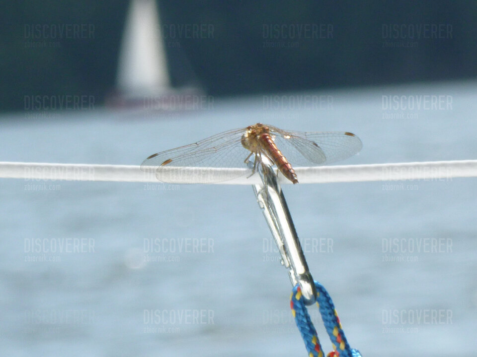 Ważka 1.JPG - Discoverer