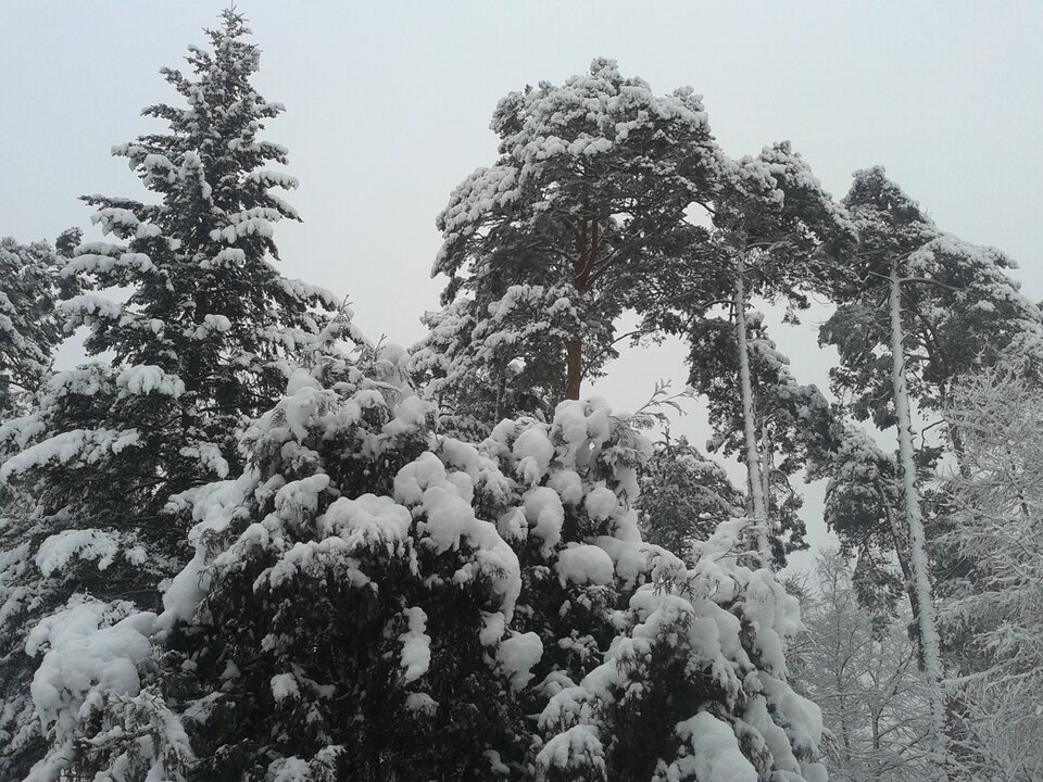 20170117_091734.jpg - Adamars