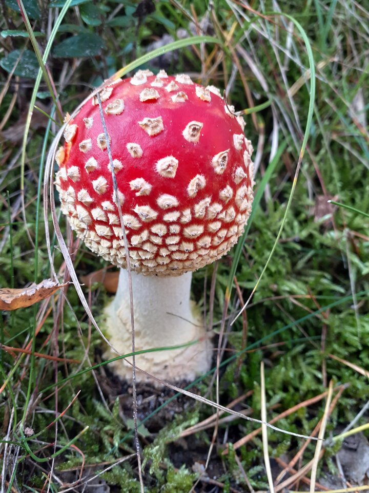 20201003_124851.jpg - WielebnydawniejPiercing00