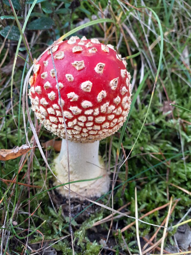 WielebnydawniejPiercing00