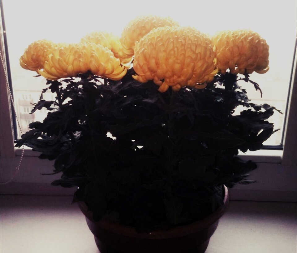 chryzantemy.jpg - Honey1970