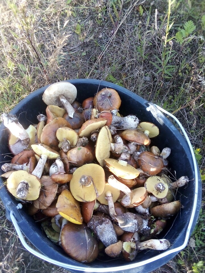 IMG_20200909_174030.jpg - Spotan123