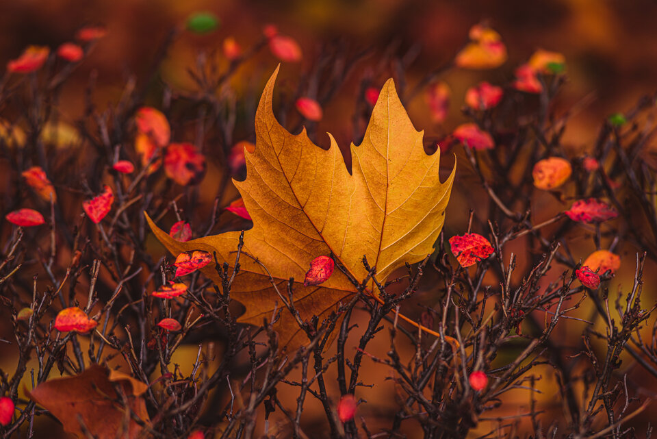 Jesienny płomień - mystic