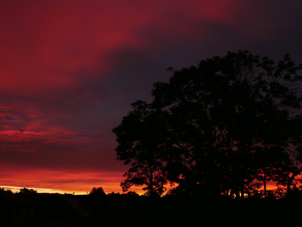 _1110455.JPG - FoKam431