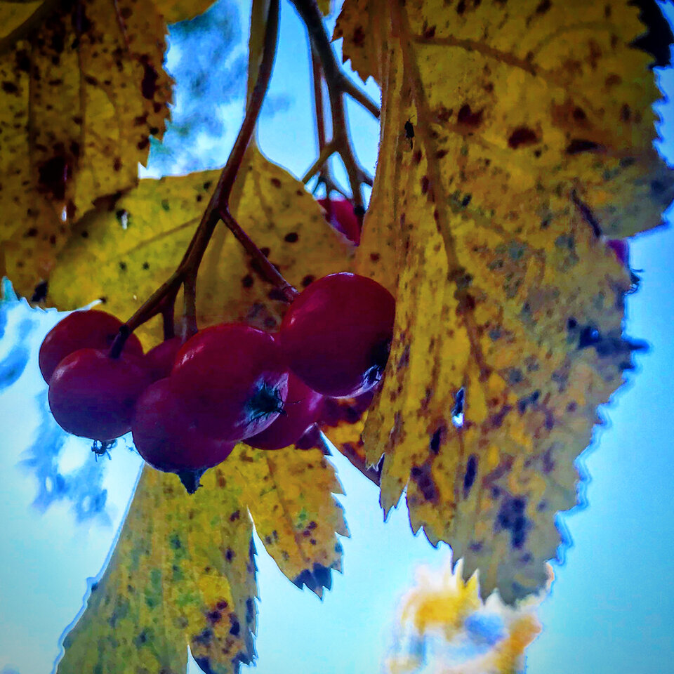 869BE6A3-7034-424C-9793-F81B46CE1702.jpeg - Mekagojiranogyakushu