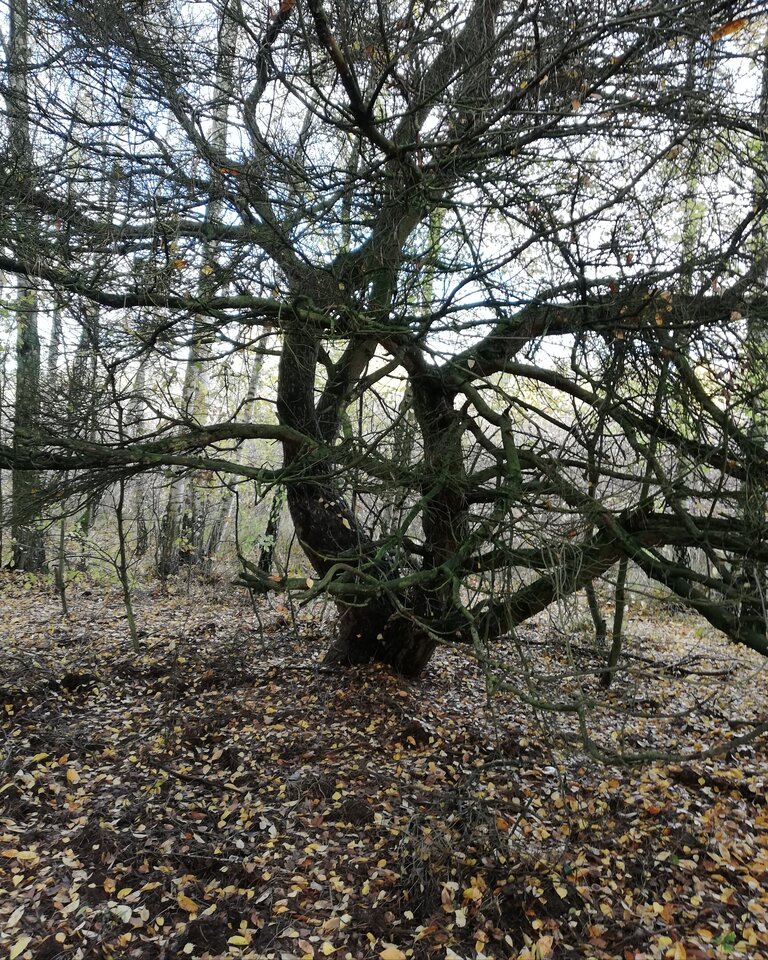 IMG_20201103_183646.jpg - shadik11