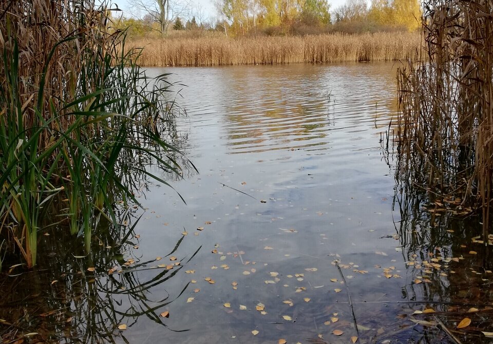 IMG_20201104_114955.jpg - shadik11