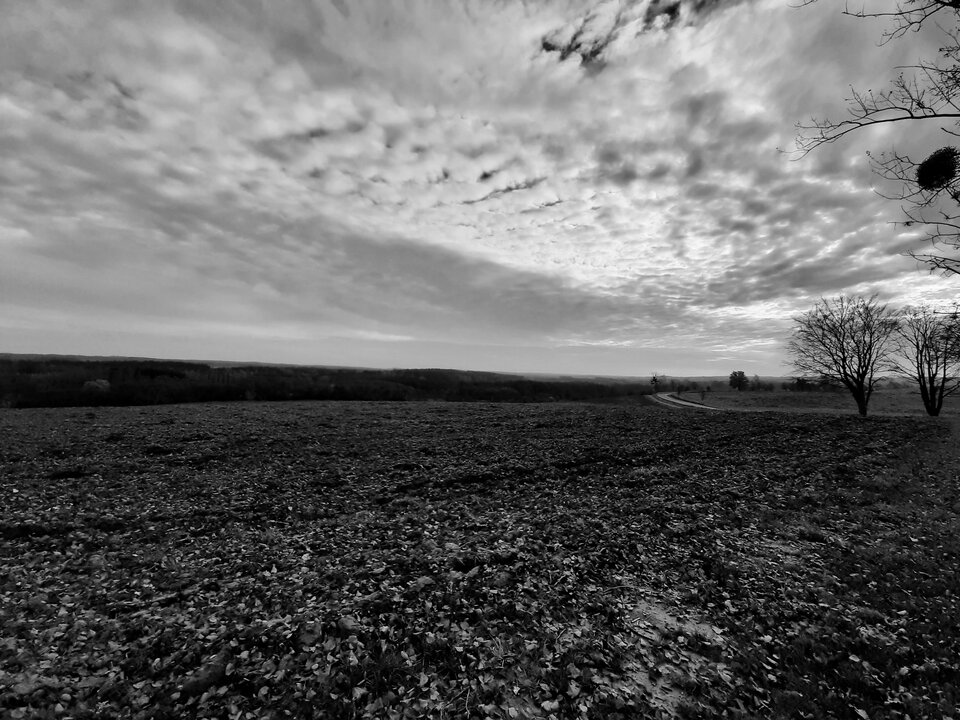 20201104_182833.jpg - dino8