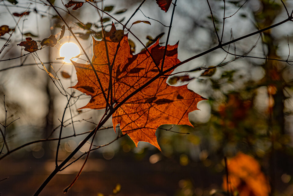 Jesiennie 3 - mystic