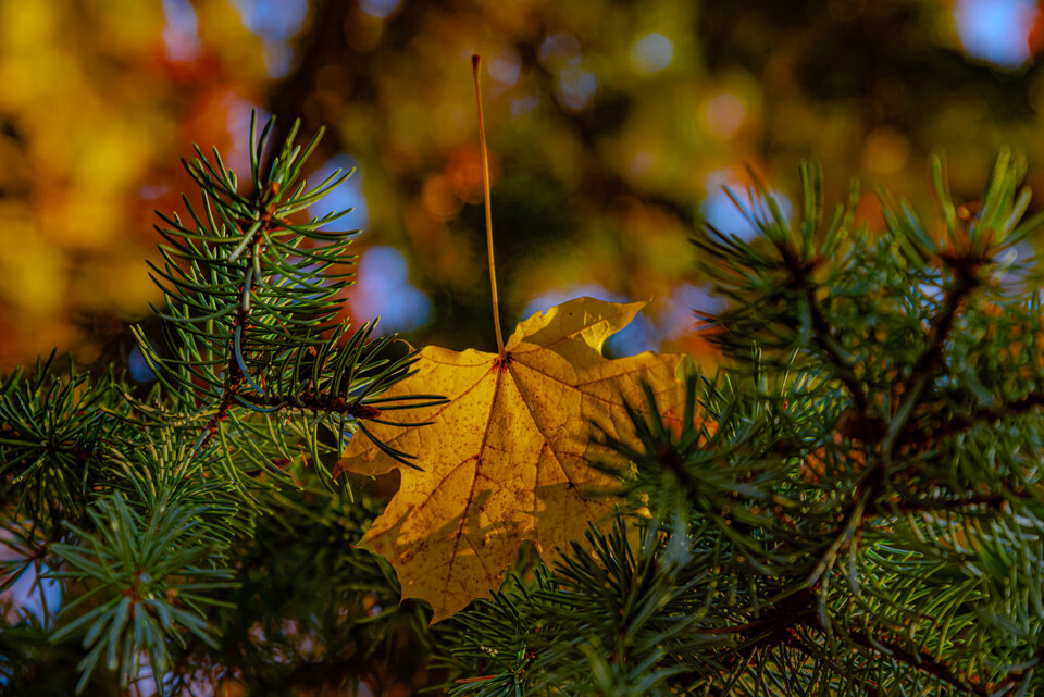 Jesiennie 6 - mystic