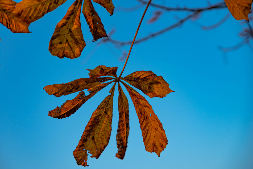 Jesiennie 1 - mystic