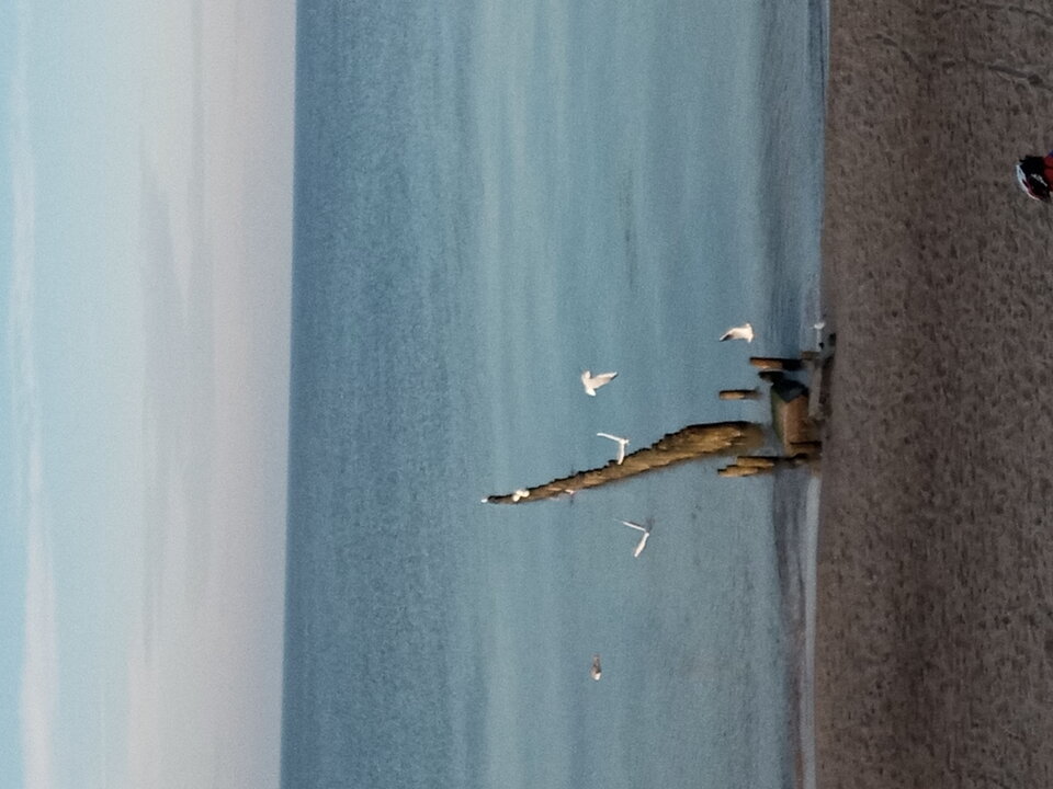 20201115_141142.jpg - Mrowka72