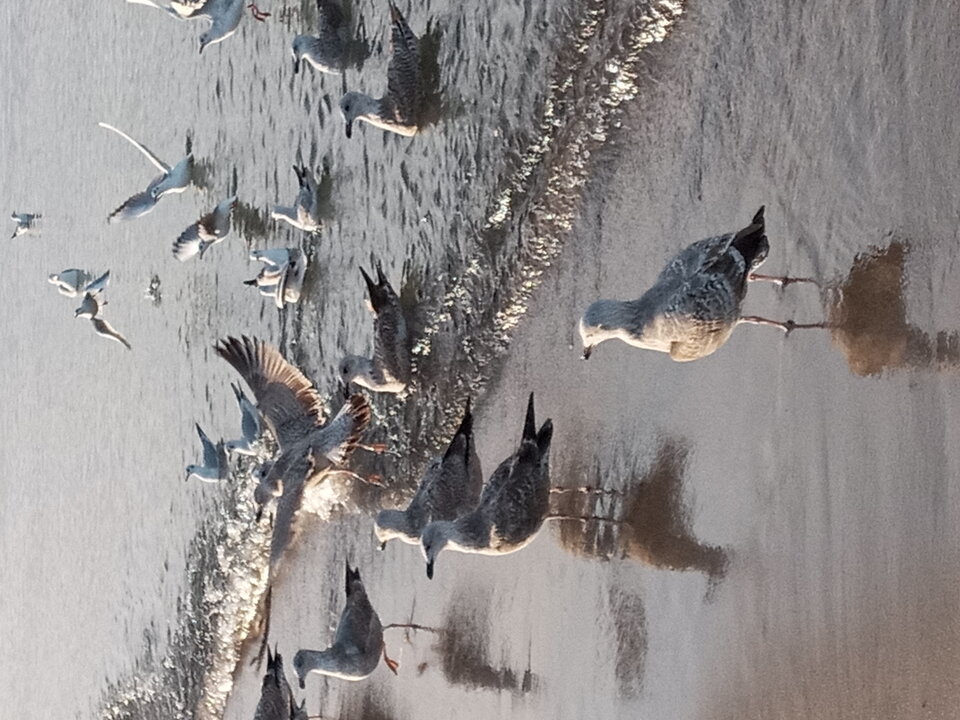 20201115_141348.jpg - Mrowka72