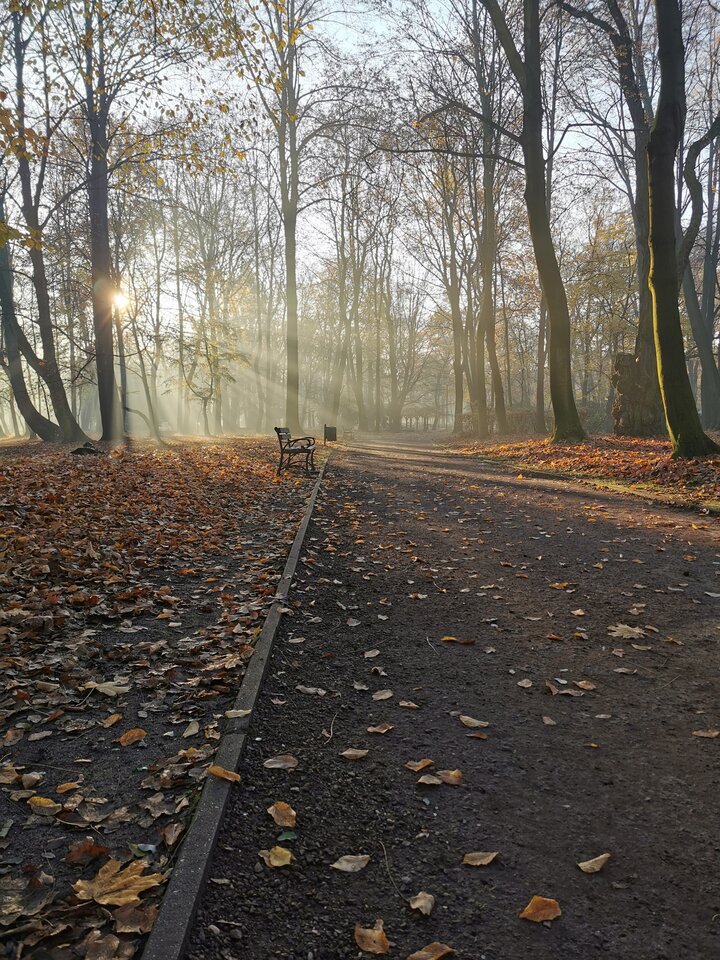 IMG_20201108_075047.jpg - jorgson