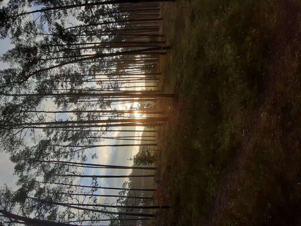 20201130_085115.jpg - Suzuki1998