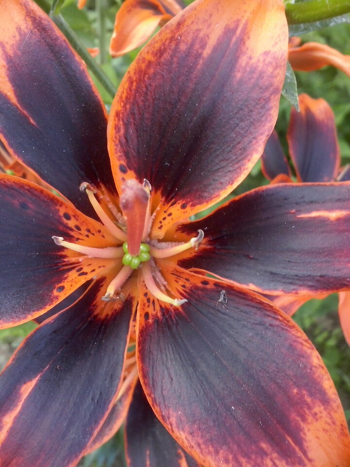 CAM01233.jpg - Forlive40