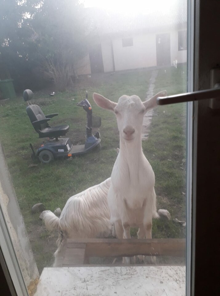 123023174_1593880144125526_3465789208994408804_o.jpg - Gejka