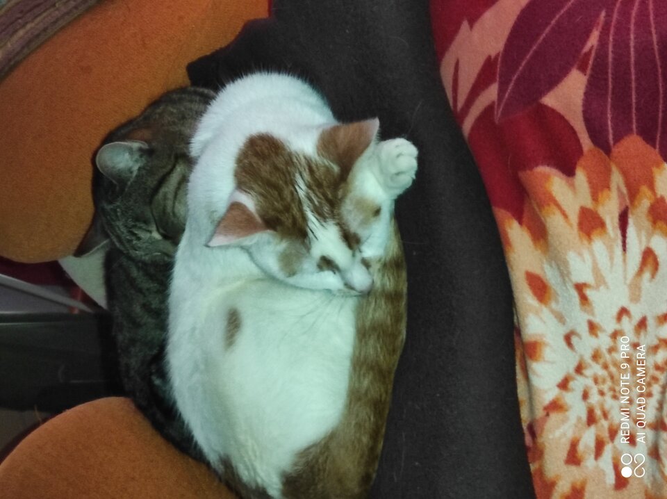 IMG_20201205_152124.jpg - RPGfan