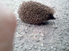 ..... język na wybiegu👍