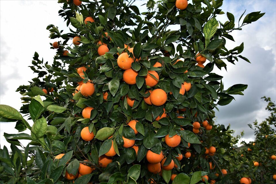 20201220_25906.jpg - Sicilia