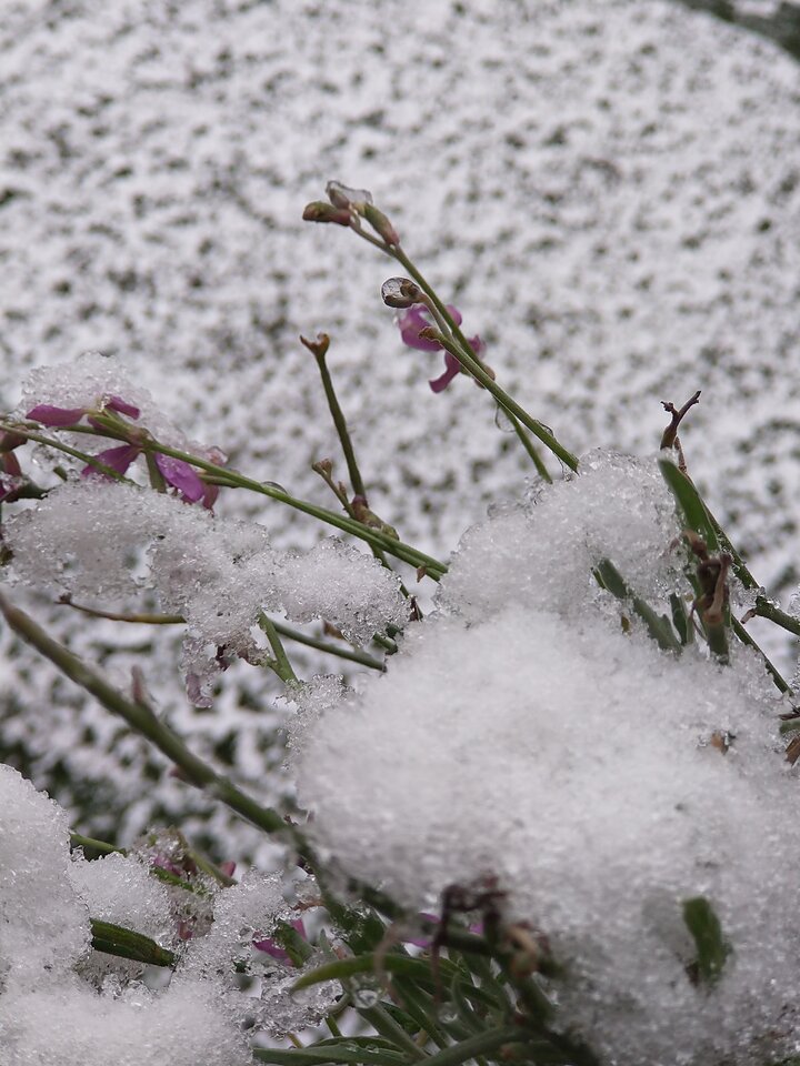 IMG_20201129_083924192_BURST002.jpg - skrad_dleihs