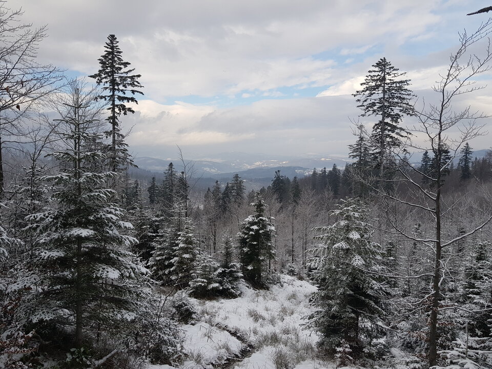 20210106_112405.jpg - Cartman77