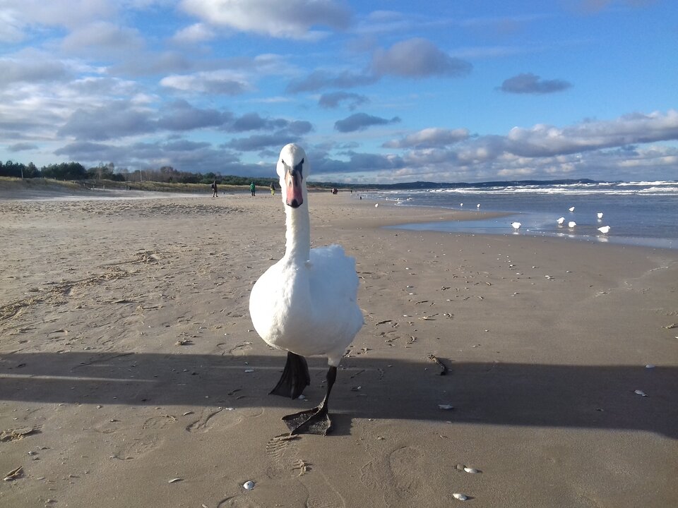 20181119_132850.jpg - torii99