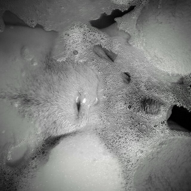 mezus_szuka_kochanki