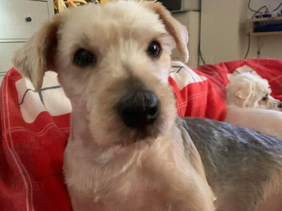 FE31E9A3-1561-4A7A-84FE-9BC8F75B7352.jpeg - kifaczek