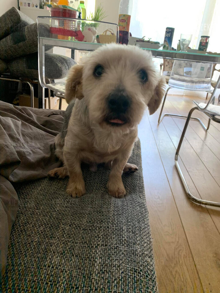 04C3A418-EA85-4423-9B50-025B9DF08F66.jpeg - kifaczek