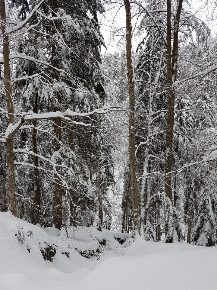 No zima zima .jpg - kris97