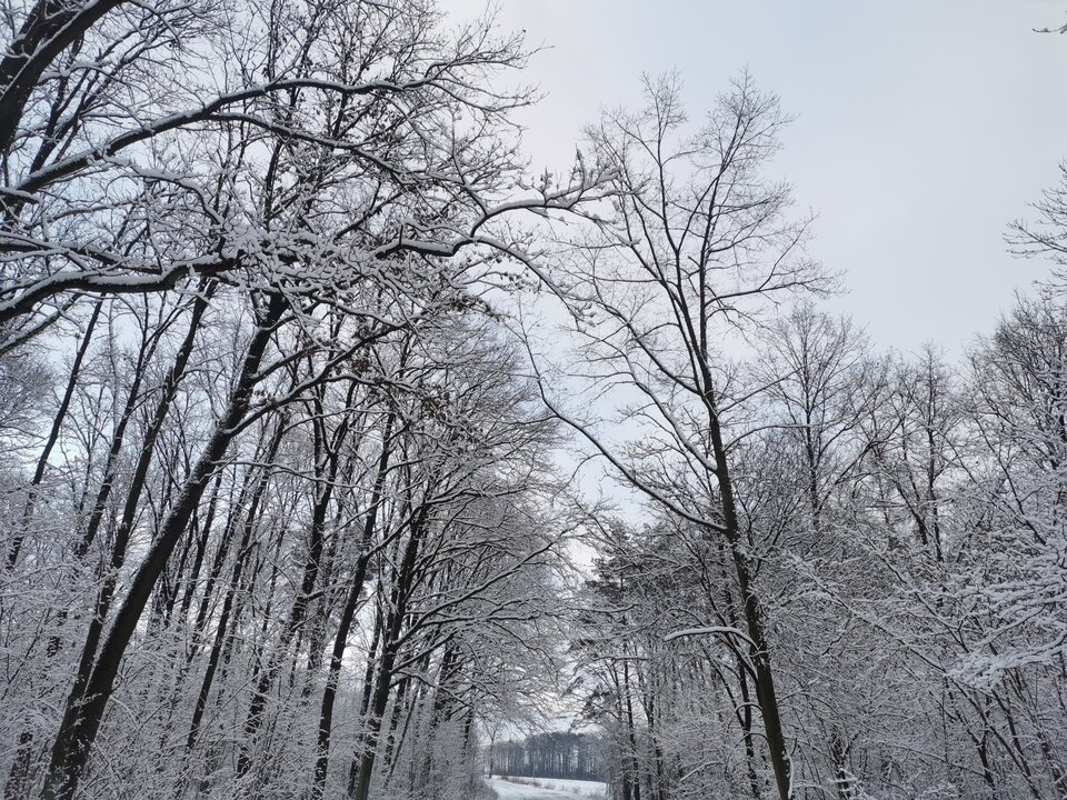 IMG_20210113_144606.jpg - Dark_Whisper