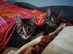 Takie pasożyty dwa ;)