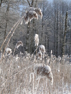 DSC00974.JPG