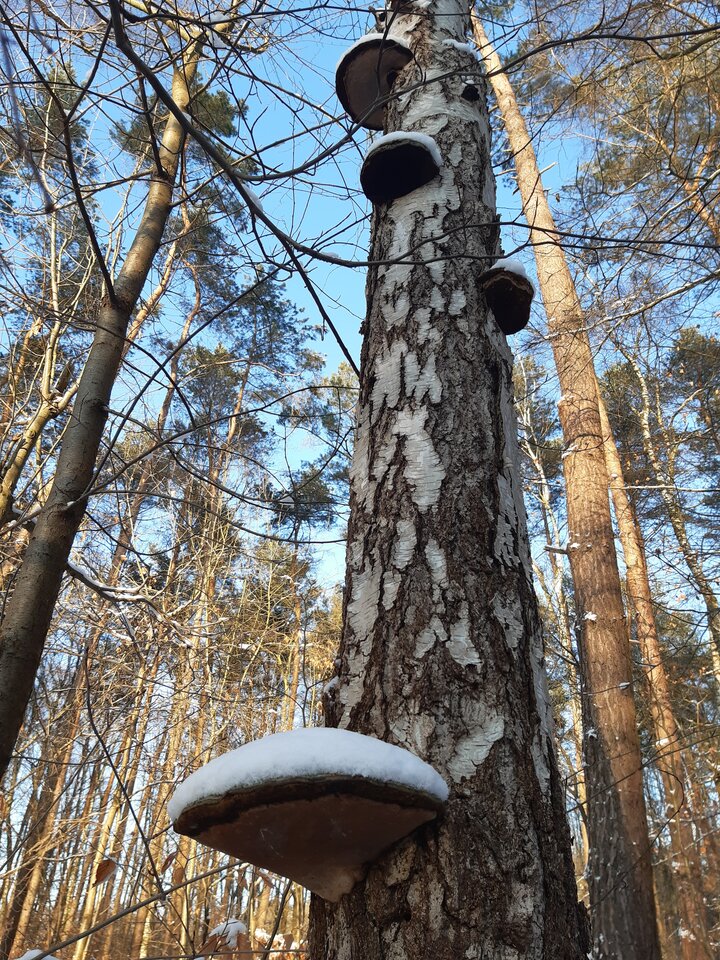 20210117_141640.jpg - torii99