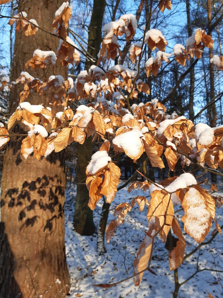 20210117_140325.jpg - torii99