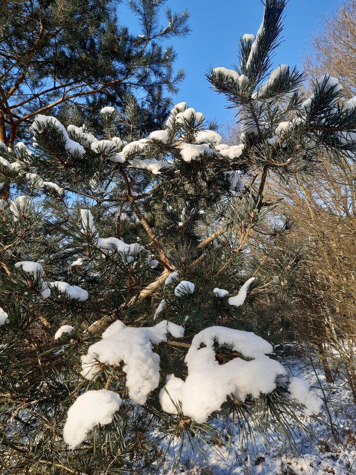 20210117_133707.jpg - torii99