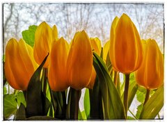 Styczniowe Lipany ;-)