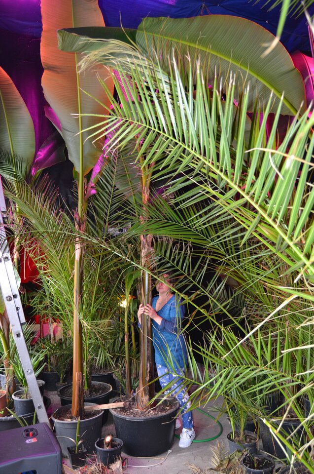 bananowce 1.jpg - jacuzzi