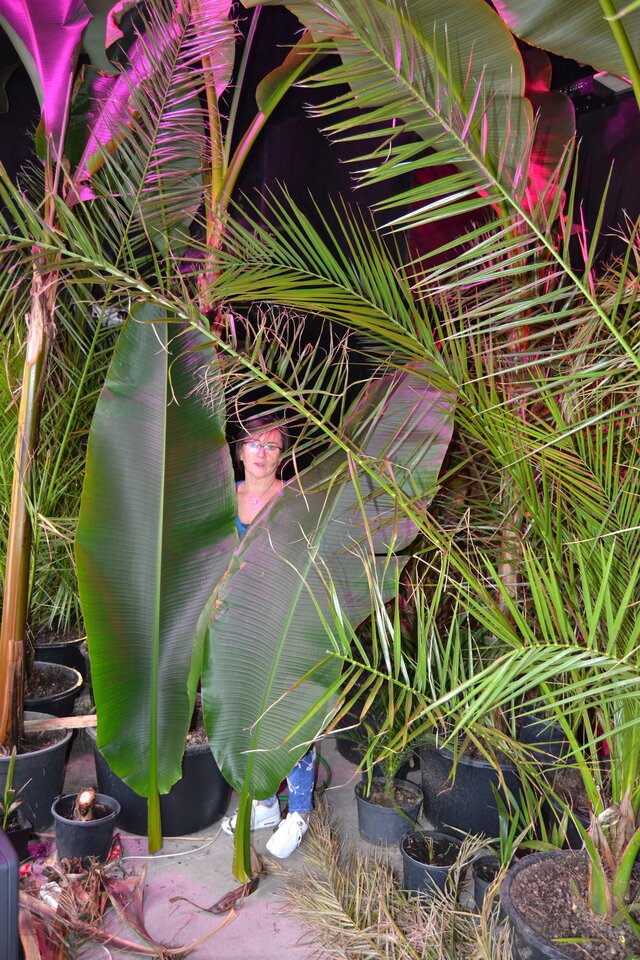 18 stycznia - przycinanie bananowców. - jacuzzi