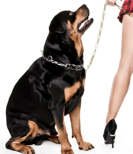 pies_n.jpg - Para_z_Oberschlesien