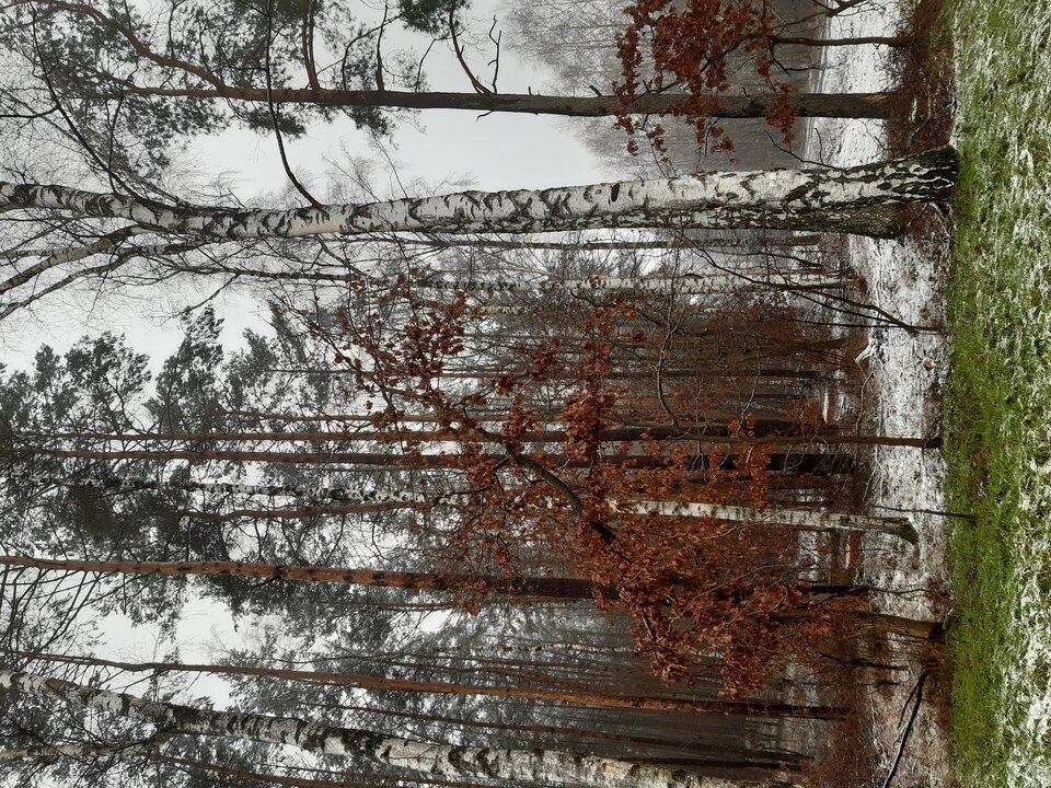 20210124_135556.jpg - torii99