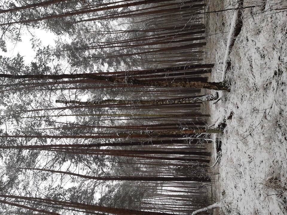 20210124_135038.jpg - torii99