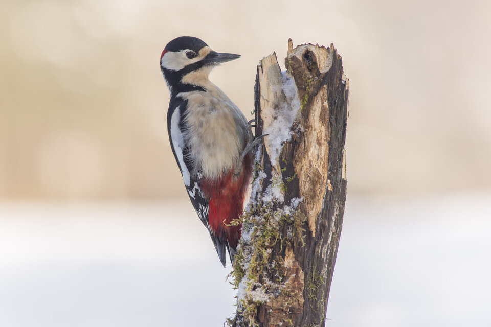 _DSC8023-3.jpg - delikatny1970