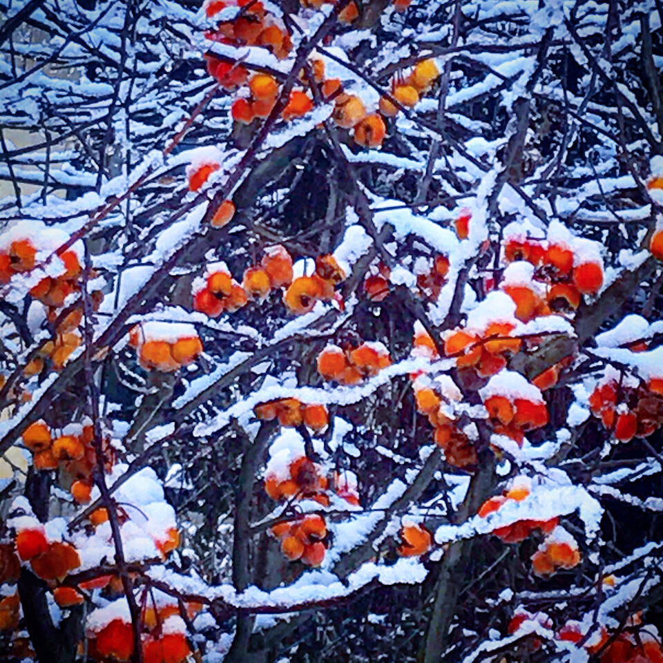 C8EB0A48-75EB-4C8F-99A6-7C6D9BDBB7D0.jpeg - Mekagojiranogyakushu