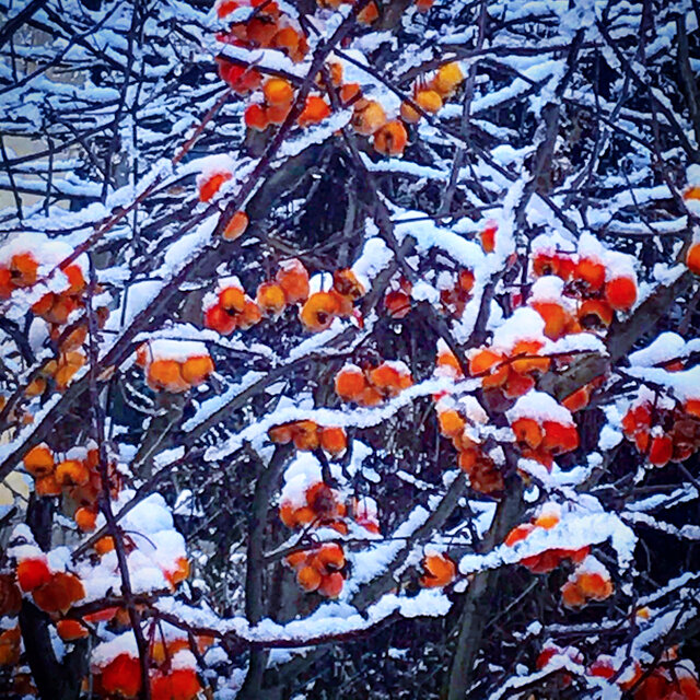 Mekagojiranogyakushu