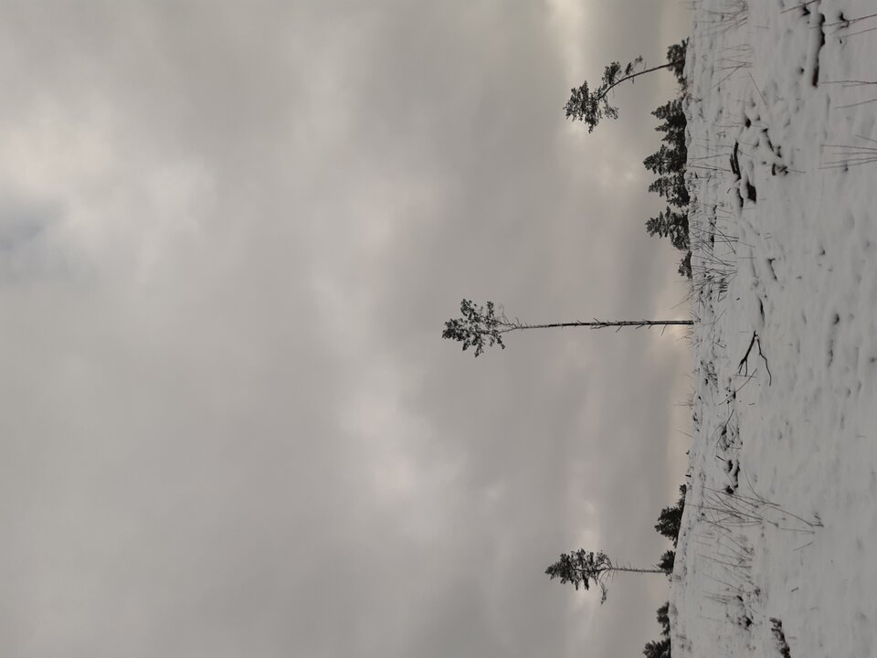 20210125_130925.jpg - torii99