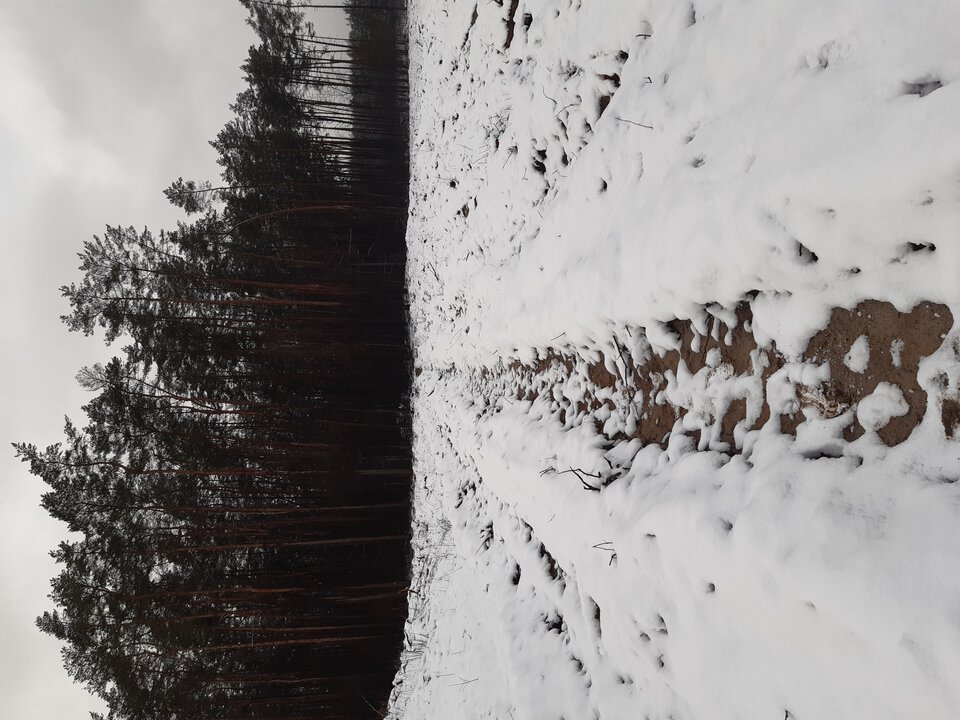 20210125_130948.jpg - torii99