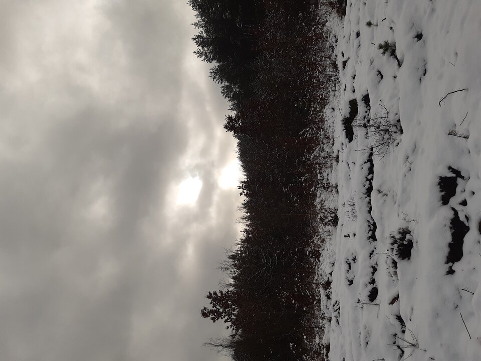 20210125_125822.jpg - torii99