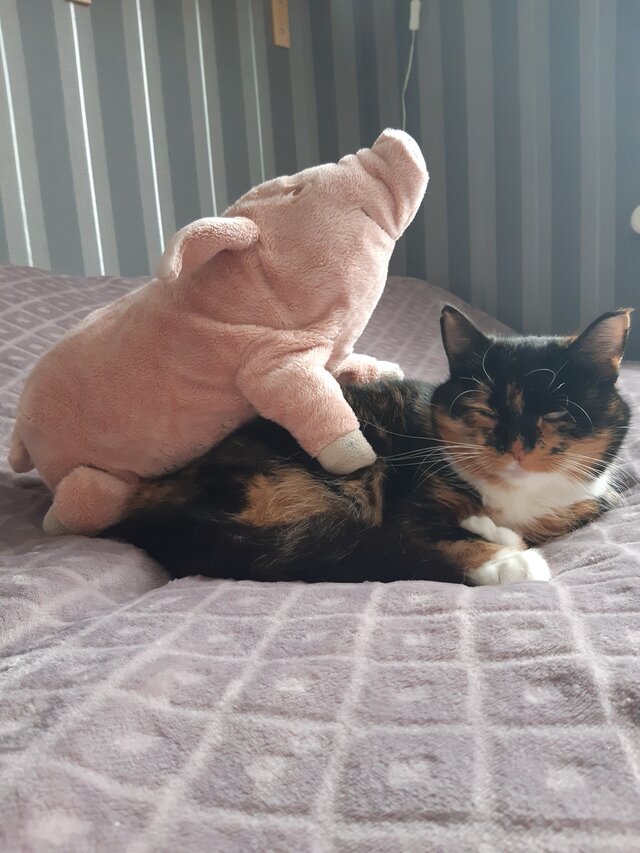 Wredna_Denerwujaca_Wiewiora